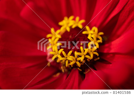 百日草花冠 百日草花冠 81401586