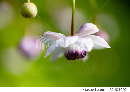 大葉葵花宏觀世界 大葉葵花宏觀世界 81401592
