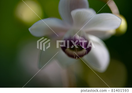 大葉葵花宏觀世界 81401593