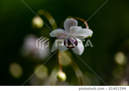 Anemonopsis macrophylla macro world 81401594