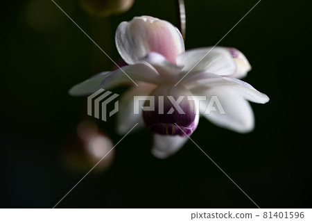 大葉葵花宏觀世界 大葉葵花宏觀世界 81401596