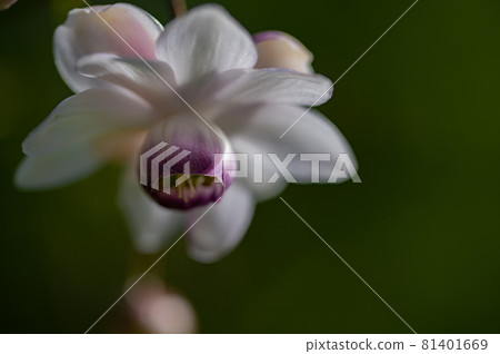 大葉葵花宏觀世界 大葉葵花宏觀世界 81401669