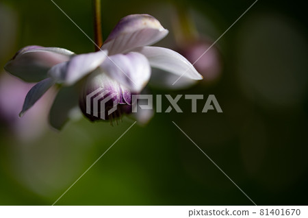 大葉葵花宏觀世界 81401670