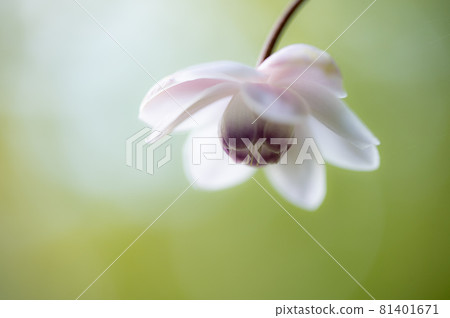Anemonopsis macrophylla macro world Anemonopsis macrophylla macro world 81401671