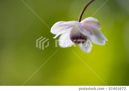 大葉葵花宏觀世界 大葉葵花宏觀世界 81401672