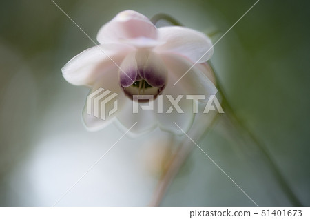 大葉葵花宏觀世界 81401673