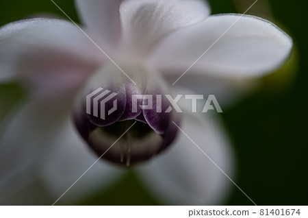 大葉葵花宏觀世界 大葉葵花宏觀世界 81401674