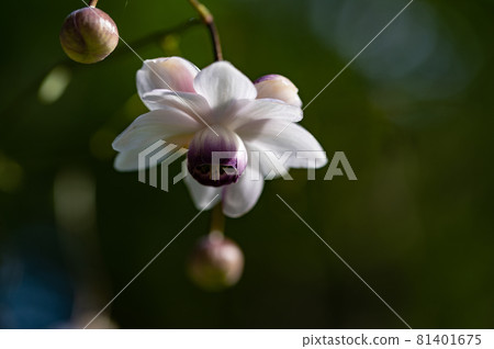 大葉葵花宏觀世界 大葉葵花宏觀世界 81401675
