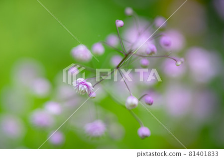 Talictram的宏觀世界 81401833