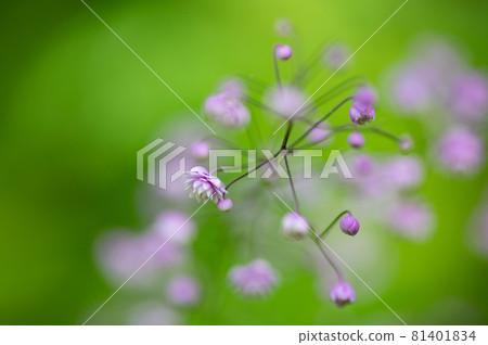 Talictram的宏觀世界 81401834