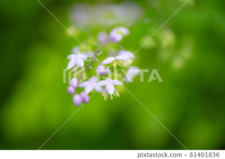 Talictram's macro world Talictram's macro world 81401836