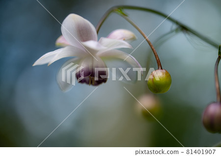 大葉葵花宏觀世界 大葉葵花宏觀世界 81401907