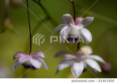 大葉葵花宏觀世界 81401908