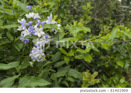 馬鈴薯藤/茄科,茄科,由白色變為淡紫色 馬鈴薯藤/茄科,茄科,由白色變為淡紫色 81401909