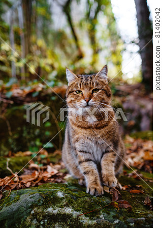 A Siberian tabby cat exploring the autumn forest A Siberian tabby cat exploring the autumn forest 81402042
