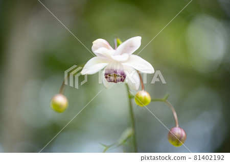 大葉葵花宏觀世界 大葉葵花宏觀世界 81402192