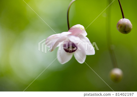 大葉葵花宏觀世界 81402197