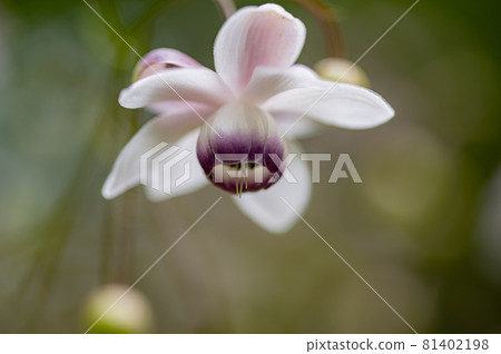 大葉葵花宏觀世界 大葉葵花宏觀世界 81402198