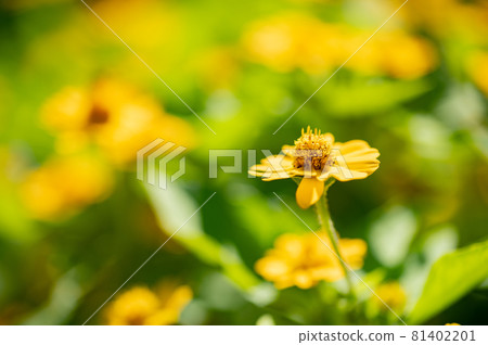可愛的小黃花的宏觀世界 可愛的小黃花的宏觀世界 81402201