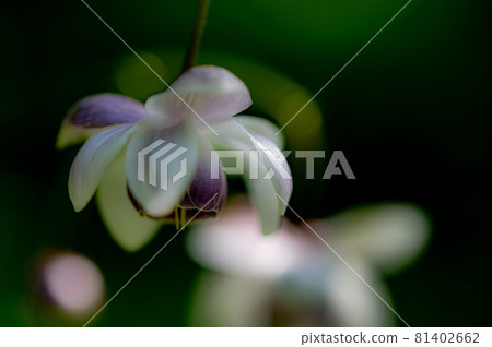 大葉葵花宏觀世界 大葉葵花宏觀世界 81402662