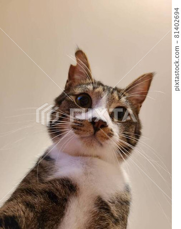 A peeping cat A peeping cat 81402694