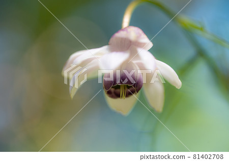 大葉葵花宏觀世界 81402708