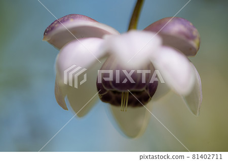 大葉葵花宏觀世界 大葉葵花宏觀世界 81402711