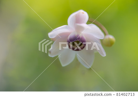 大葉葵花宏觀世界 大葉葵花宏觀世界 81402713