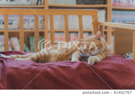 A cute cat lying on a red sofa and relaxing A cute cat lying on a red sofa and relaxing 81402767