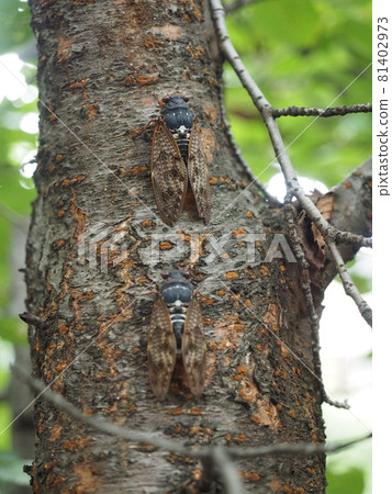 Brown cicada 81402973