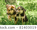 mother dog take care puppies with love 81403019