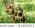 mother dog take care puppies with love 81403021