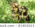 mother dog take care puppies with love 81403023