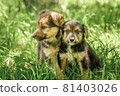 mother dog take care puppies with love 81403026