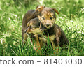 mother dog take care puppies with love 81403030