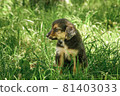 mother dog take care puppies with love 81403033