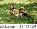 mother dog take care puppies with love 81403126