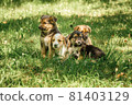 mother dog take care puppies with love 81403129