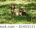 mother dog take care puppies with love 81403131