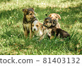 mother dog take care puppies with love 81403132