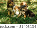 mother dog take care puppies with love 81403134