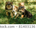 mother dog take care puppies with love 81403136