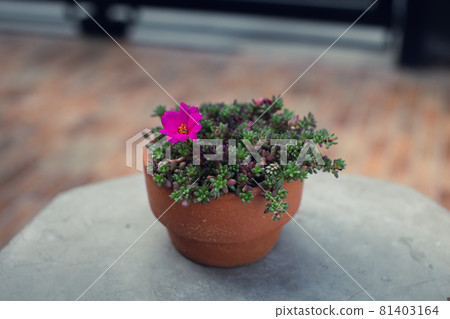 Portulaca gilliesii Portulaca gilliesii 81403164