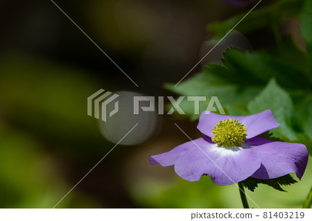 盛開在森林中的棕櫚樹 盛開在森林中的棕櫚樹 81403219