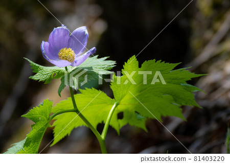 盛開在森林中的棕櫚樹 81403220