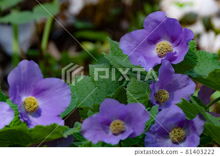 盛開在森林中的棕櫚樹 盛開在森林中的棕櫚樹 81403222