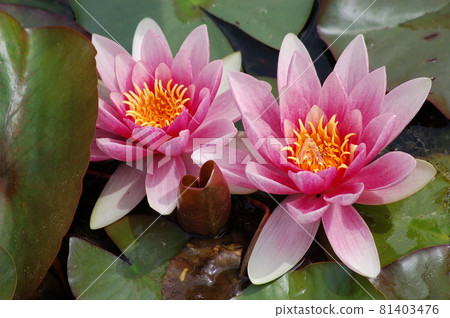 Water lily flowering in the botanical garden 81403476