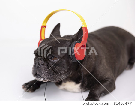 A french bulldog with headphones 81403477