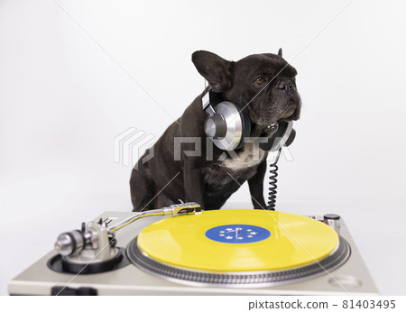 DJ french bulldog playing records DJ french bulldog playing records 81403495