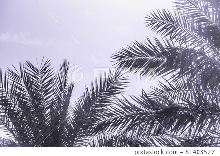 Tropical tourism paradise palms purple summer sky Tropical tourism paradise palms purple summer sky 81403527